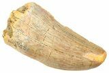 Serrated, Carcharodontosaurus Tooth - Feeding Worn Tip #250561-1